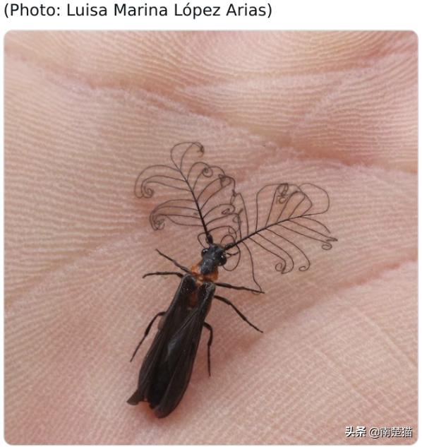 分享各种各样的动物,保证你没见过的20种新动物