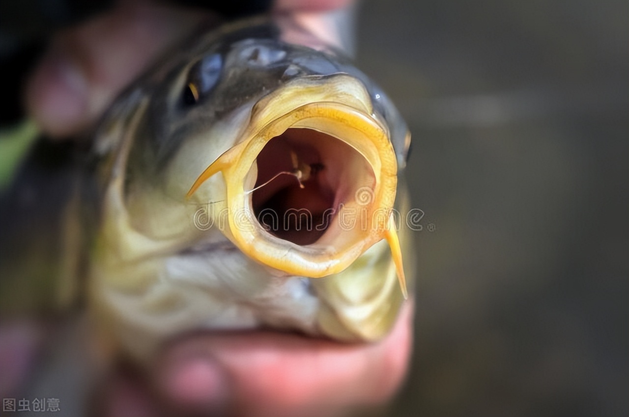 夜钓不开灯能钓到鱼吗,夜钓天冷不上鱼怎么办