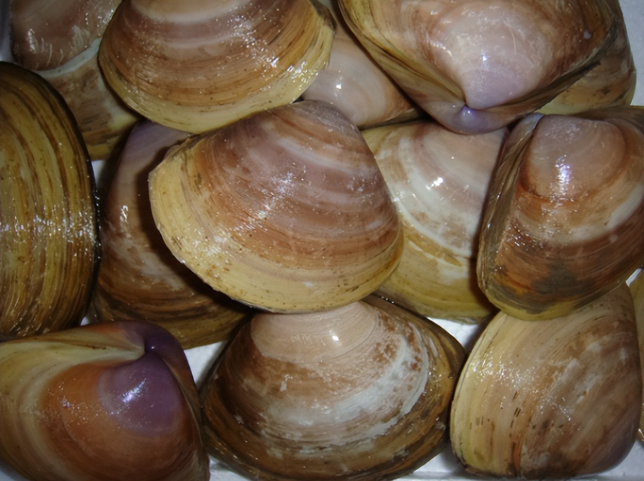 青岛老味道栈桥印象,青岛老胶南