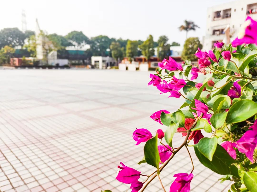 东莞2024石碣四海学校排名怎么样,东莞市石碣四海学校招生电话