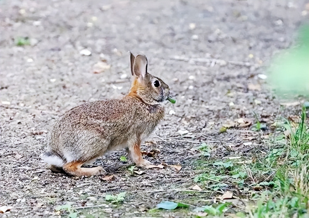 澳大利亚野兔泛滥成灾体重近百斤,澳大利亚野兔成灾野兔上百斤