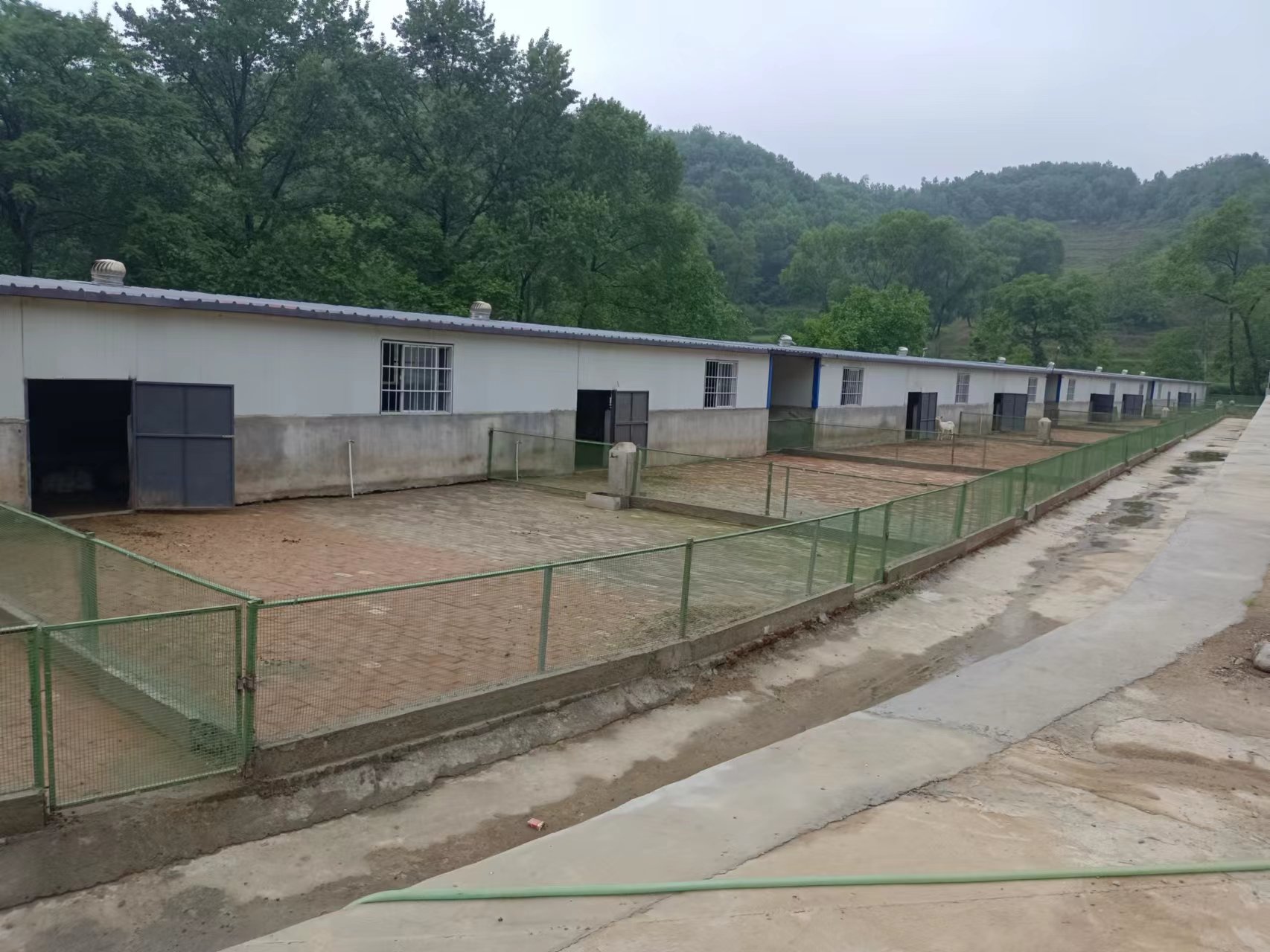 羊圈如何改建？看200斤种羊如何睡上塑料漏粪板上的