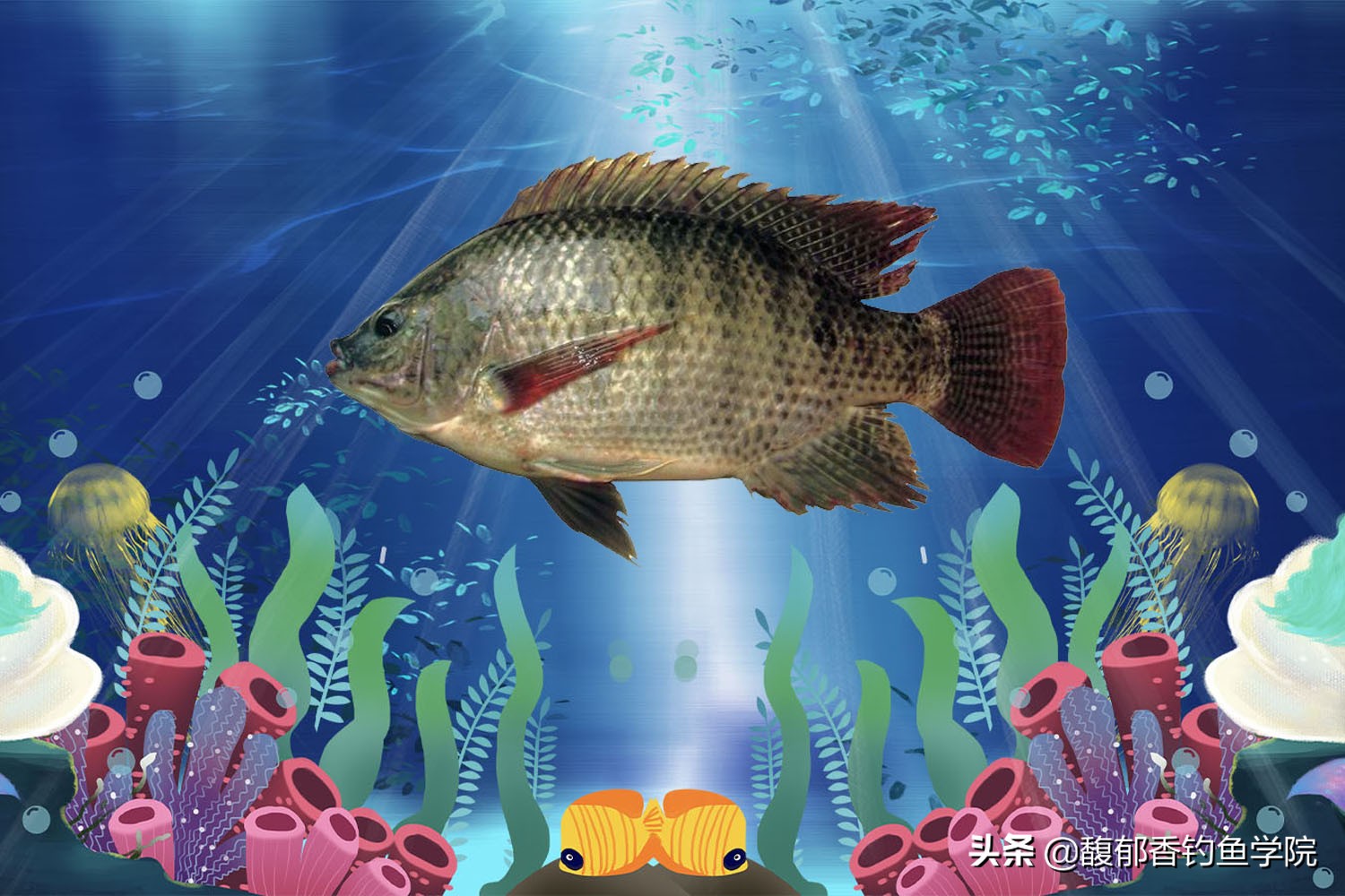 哪些鱼类耐寒能力强？哪些鱼类最耐热？根据温度来对鱼进行分类