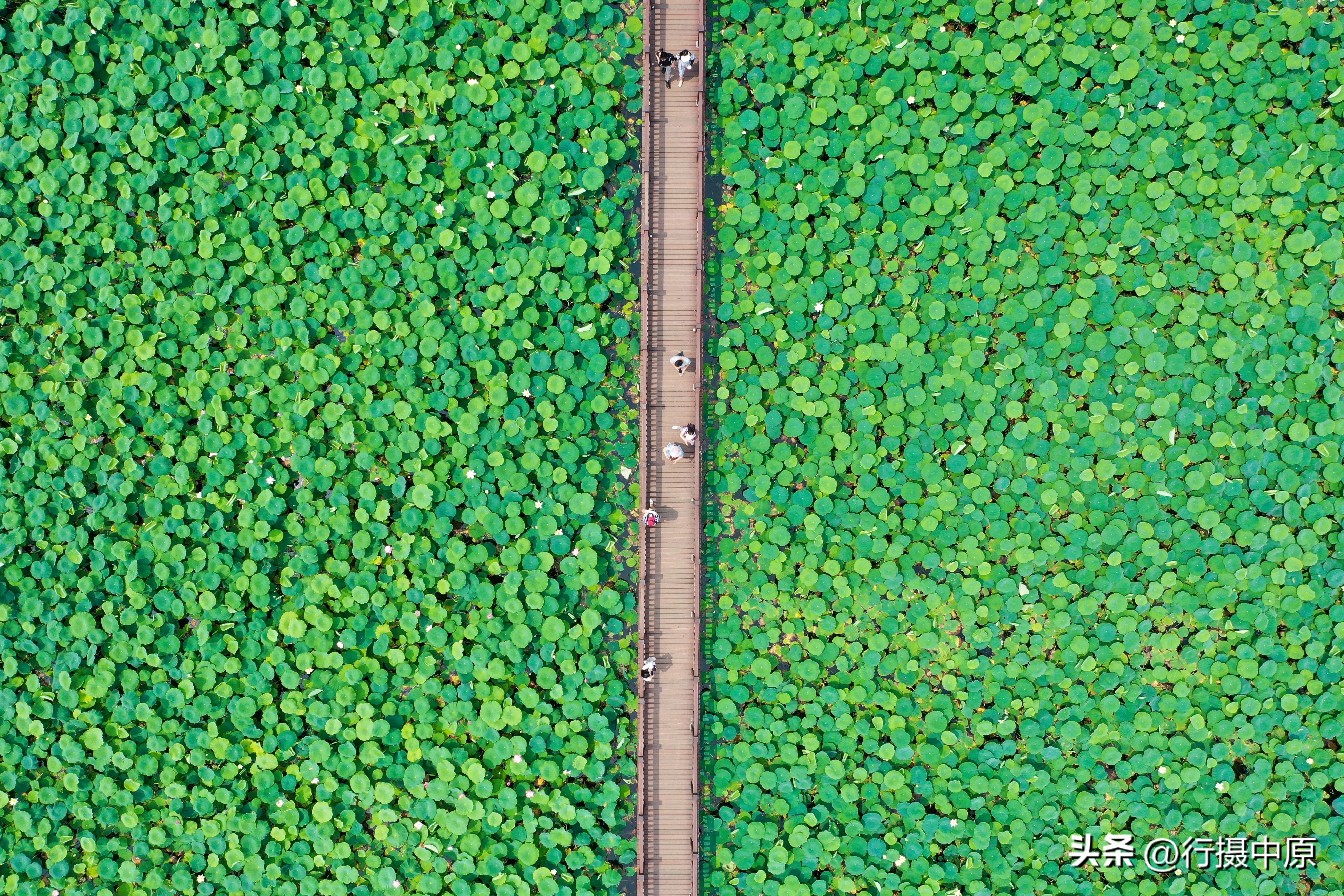 接天莲叶无穷碧为什么不是荷叶,接天莲叶无穷碧形容荷叶多的词语