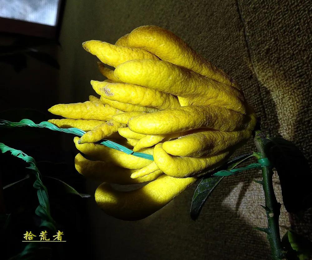 景观植物观果佛手图片高清,长得像佛手一样的东西叫什么植物