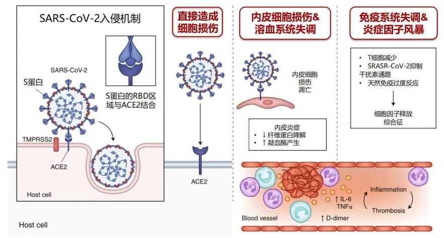 曹彬教授谈新冠,呼吸科曹彬
