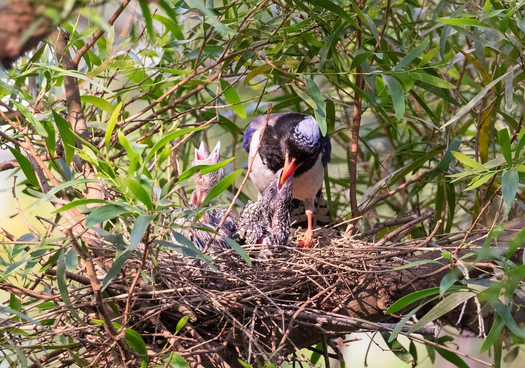 大鸟袭击人,大鸟伤人事件