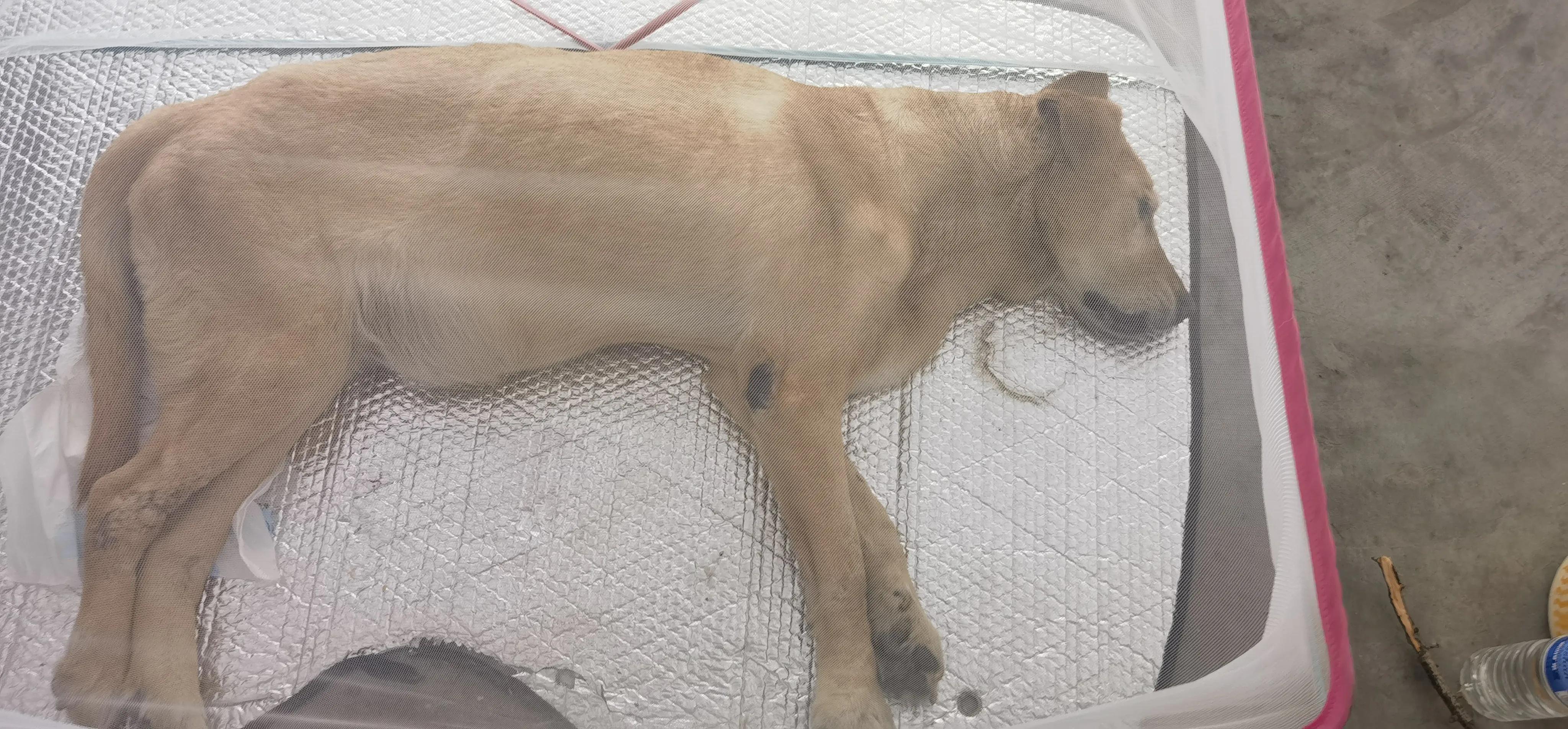 今天狗狗成成可能走到了生命尽头，已经两天不吃不喝了，却不悲伤