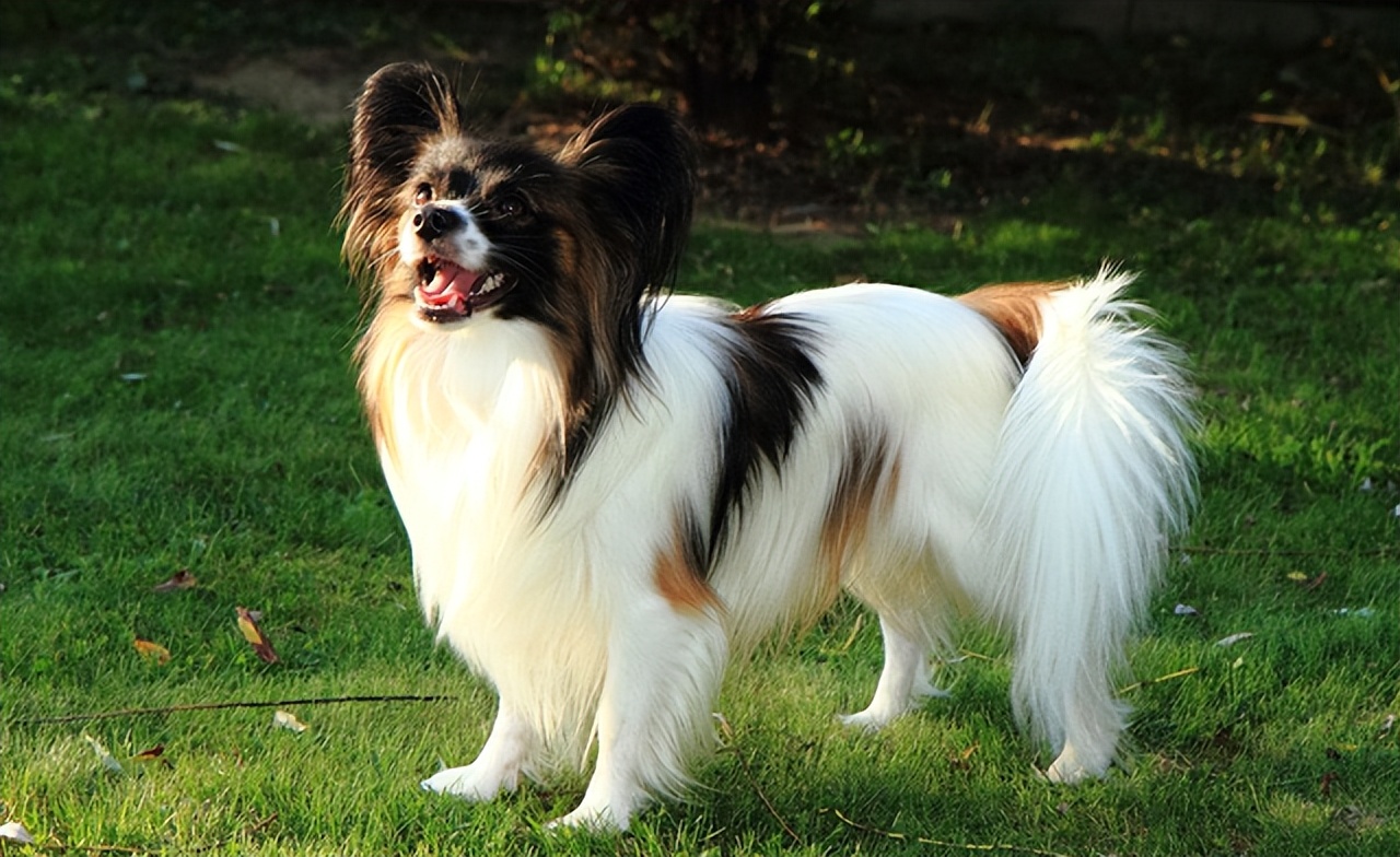 新人养狗首选什么狗,养狗首选这7种狗不贵又好养