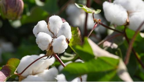 别再傻傻上当,别再傻傻被骗了完整版