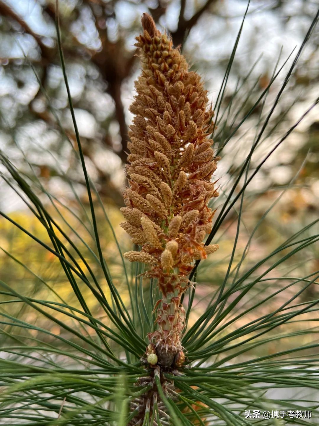 茂盛开花的马尾松,植物专栏蓝花草