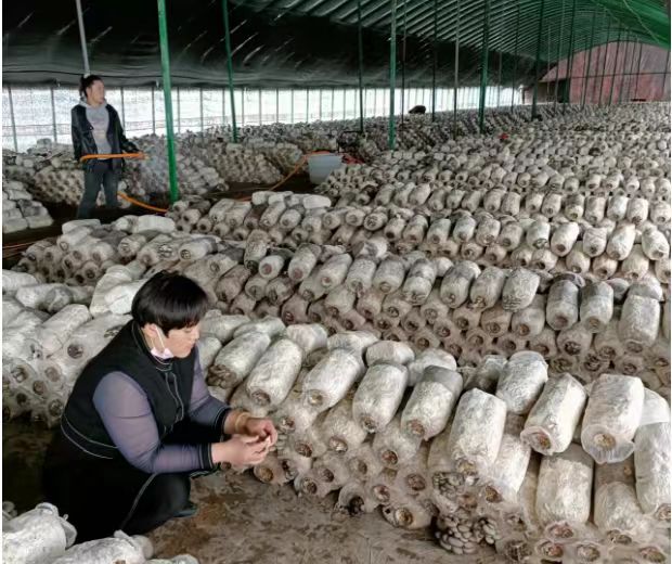 “鸿雁”高飞种养结合创丰收——记河东区鸿雁人才马利娟