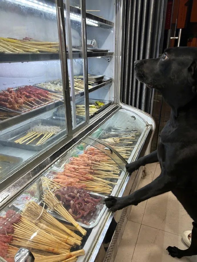 笑死！狗子1个蛋上被蚊子咬了8个包，成巨蛋小子了！