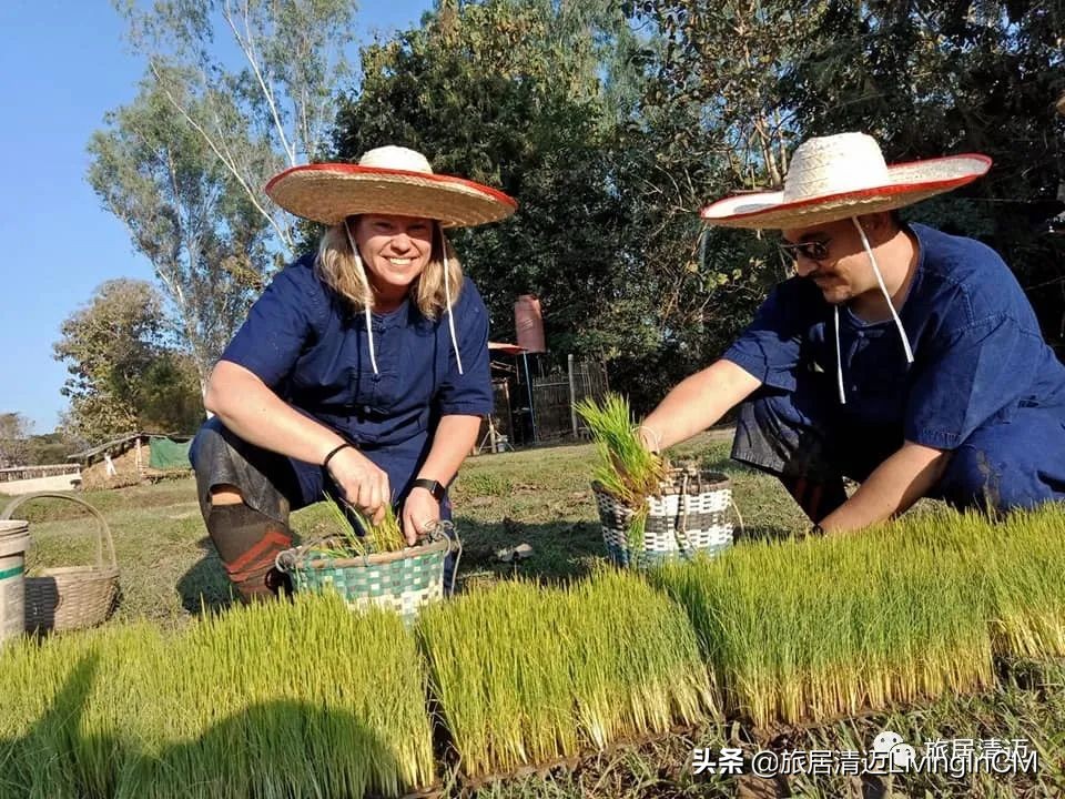 泰国清迈农场美食,清迈美食攻略必吃水果