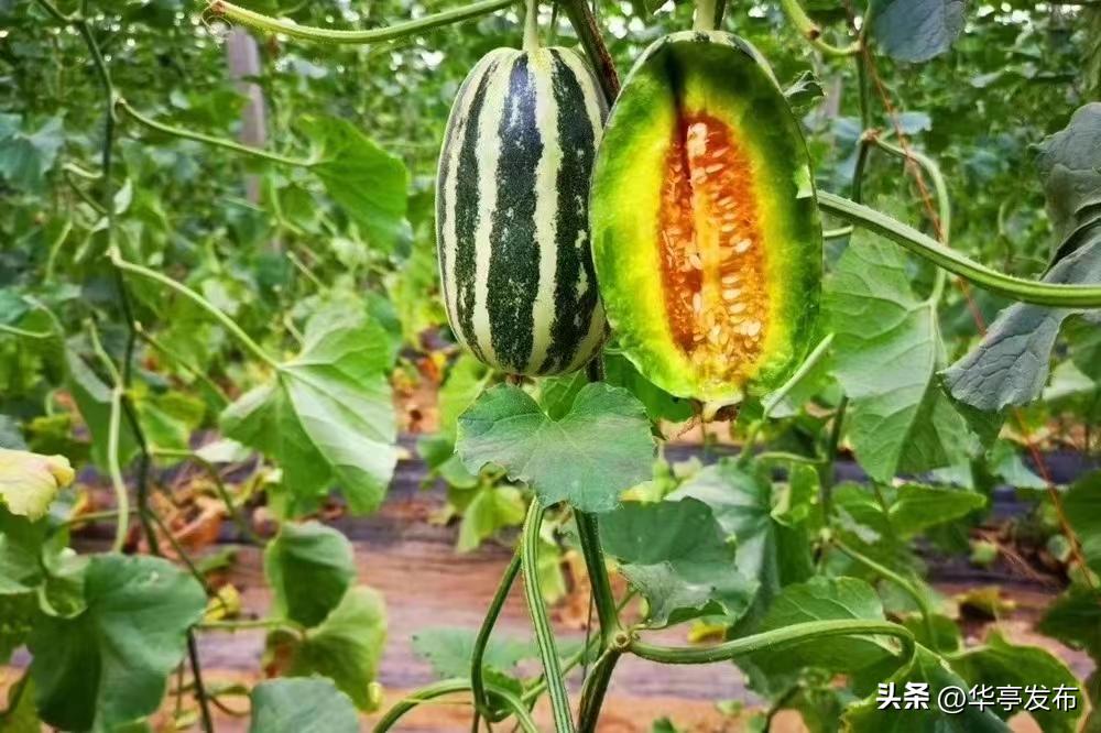 安口镇朱家坡村,华亭县安口镇朱家坡村