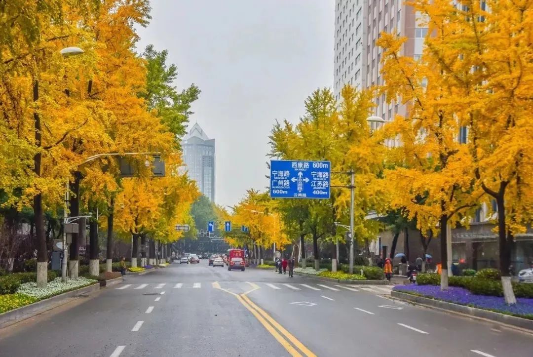 南京的法国梧桐秋天图片,南京法国梧桐秋天