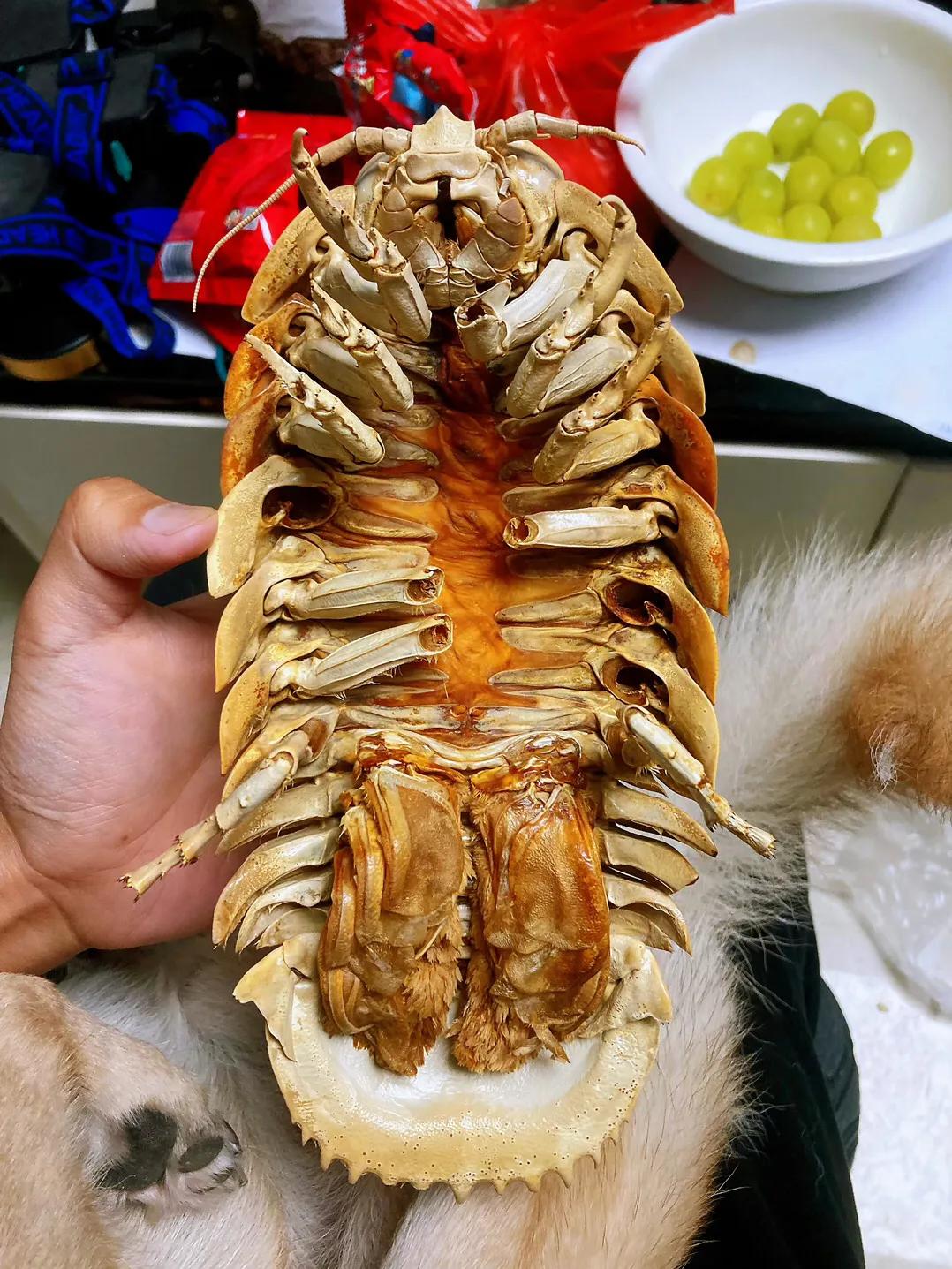 巨型西瓜虫海洋,深海巨足虫和西瓜虫