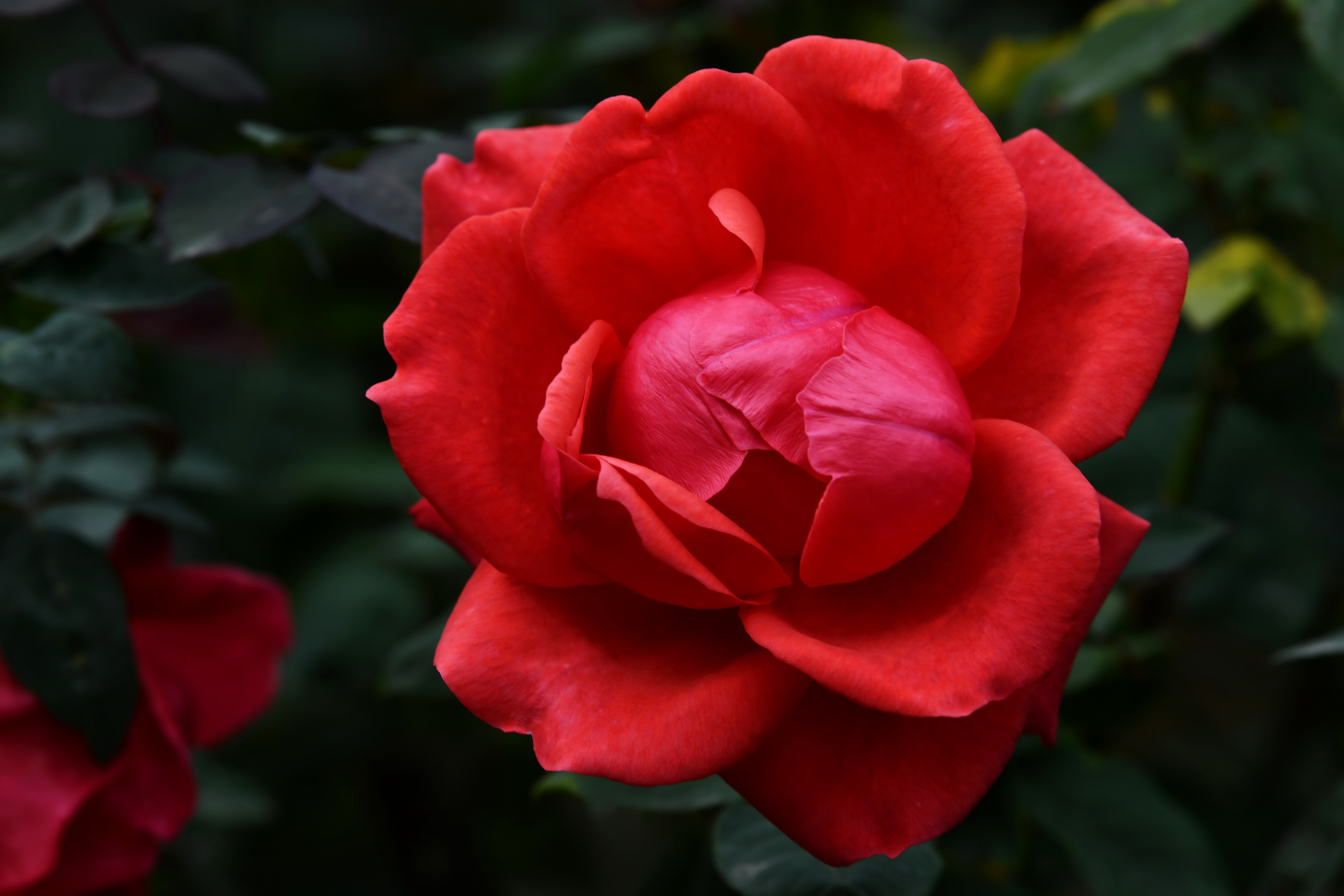 广州市番禺区宝墨园攻略,广州宝墨园景观