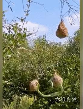 南攀雀鸟巢被蛇成功入侵,蛇袭击大型动物