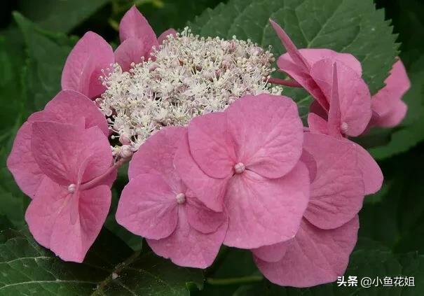 有一种花很好看但是很臭,名字很难听却很漂亮的花
