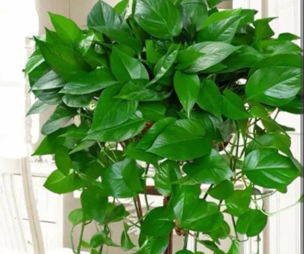 绿萝如何养又大又爆盆,我的绿萝为啥只长藤枝叶不爆盆呢