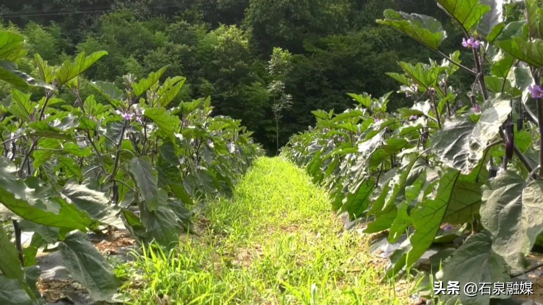 特色富硒乡村产业振兴,助力乡村经济发展富硒产业