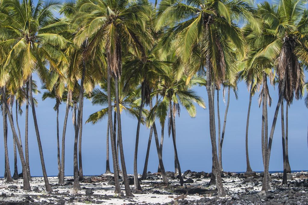 棕榈科园林绿化植物图片大全欣赏,景观常见棕榈科植物