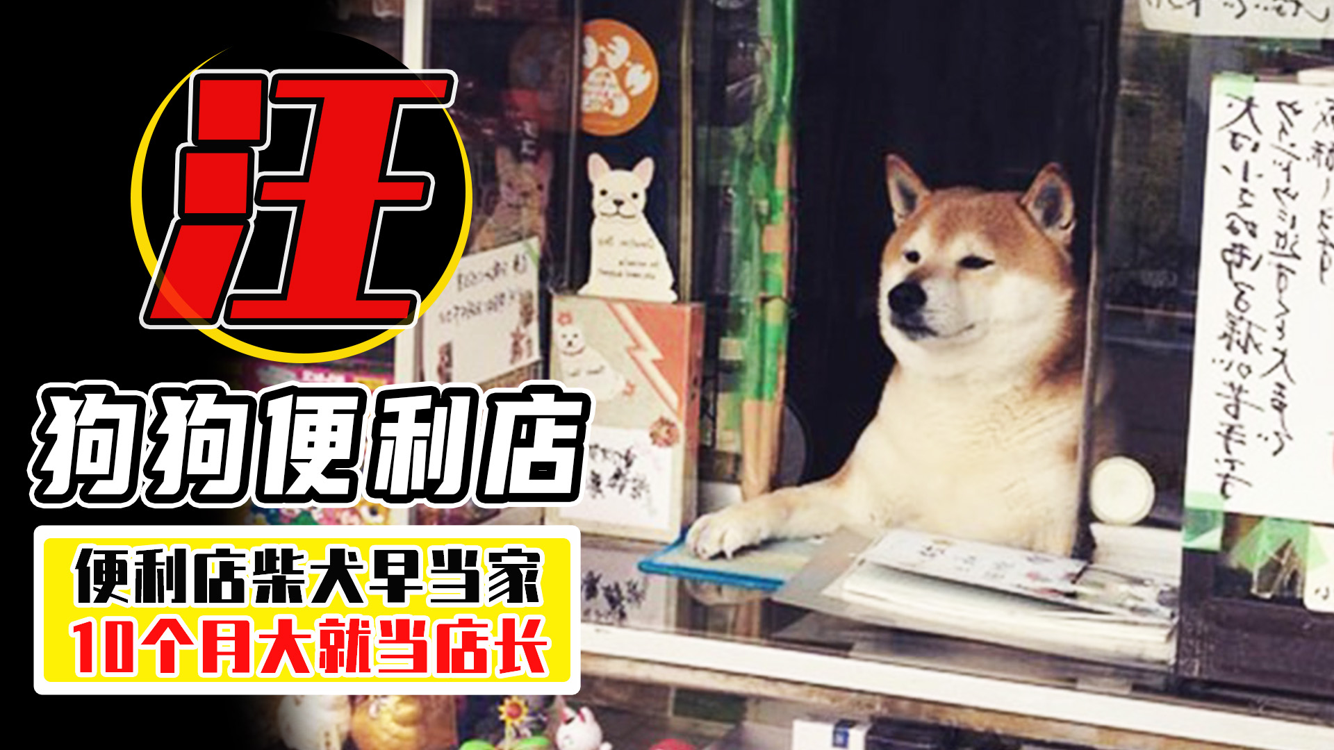 柴犬当便利店店员,柴犬开便利店视频