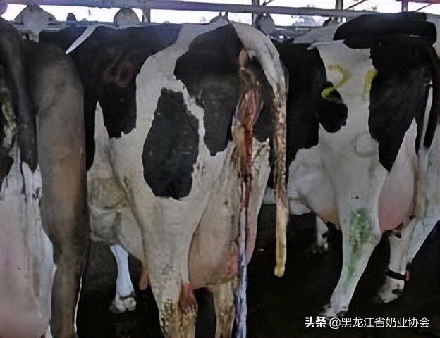 奶牛受胎率低什么原因,母牛胎衣不下的处理方法