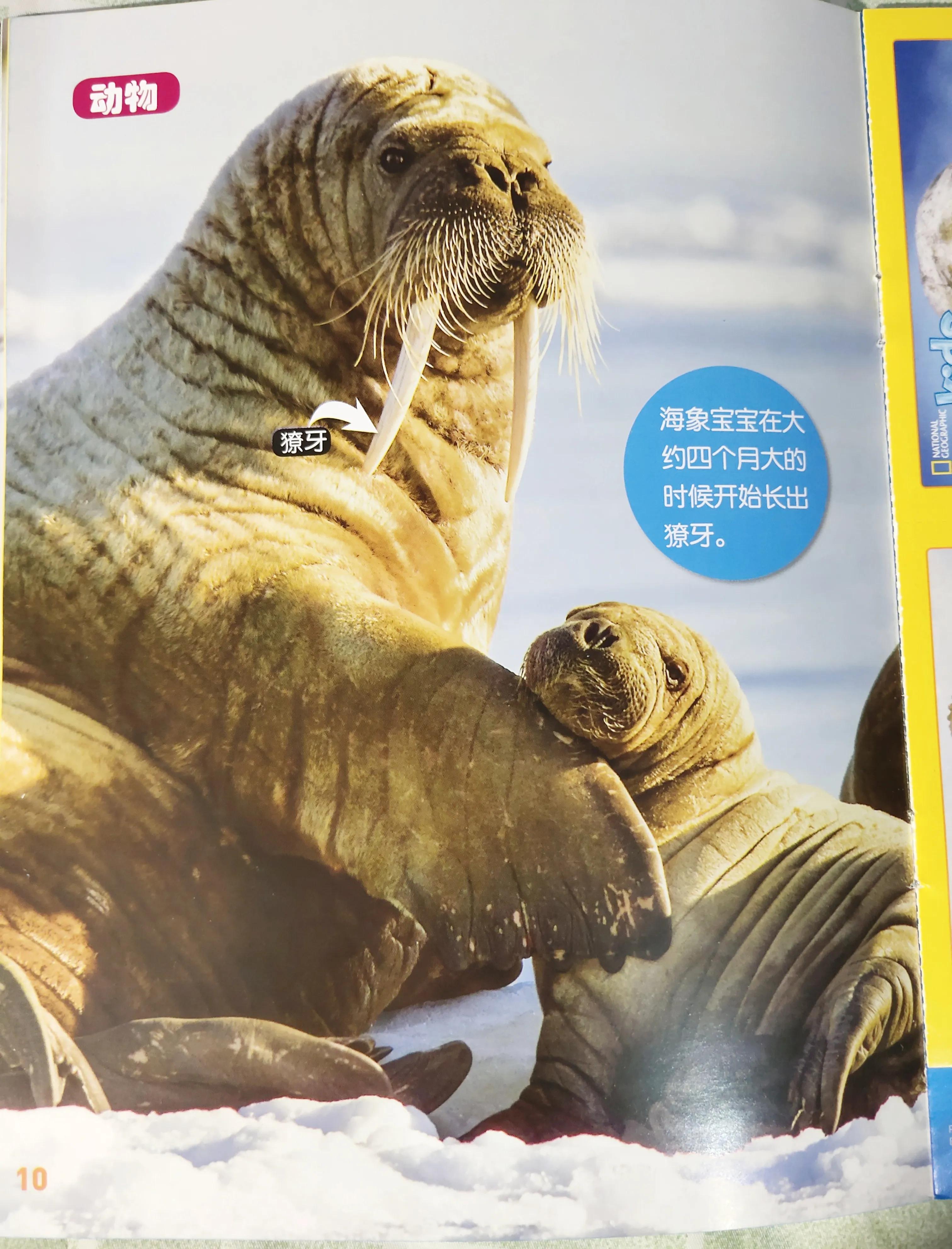 环球少年地理幼儿版2023过刊,环球少年地理21年过刊