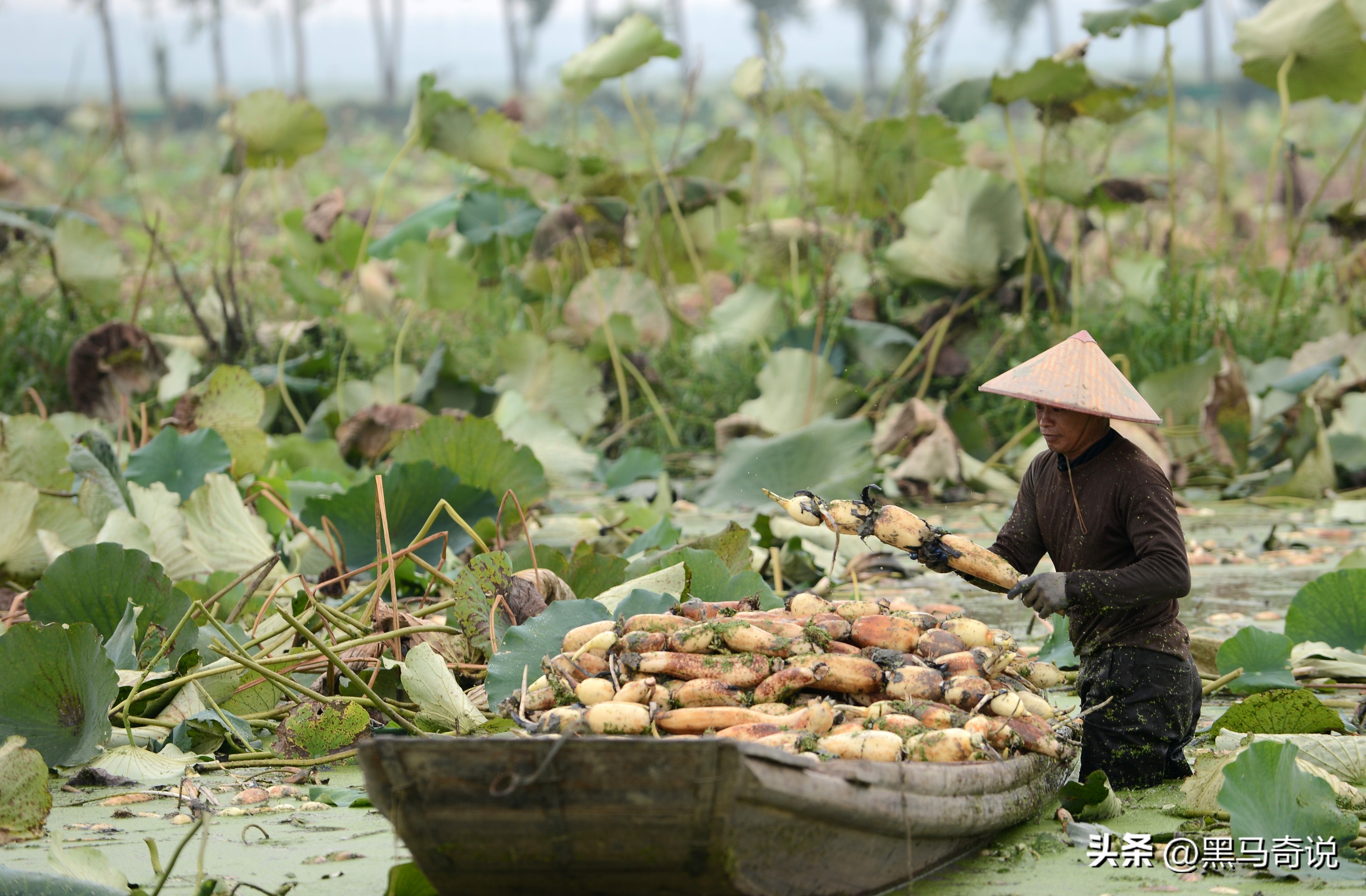 美国用吃解决的物种入侵,中国怎么反倒不行了?让17公斤巨鼠泛滥