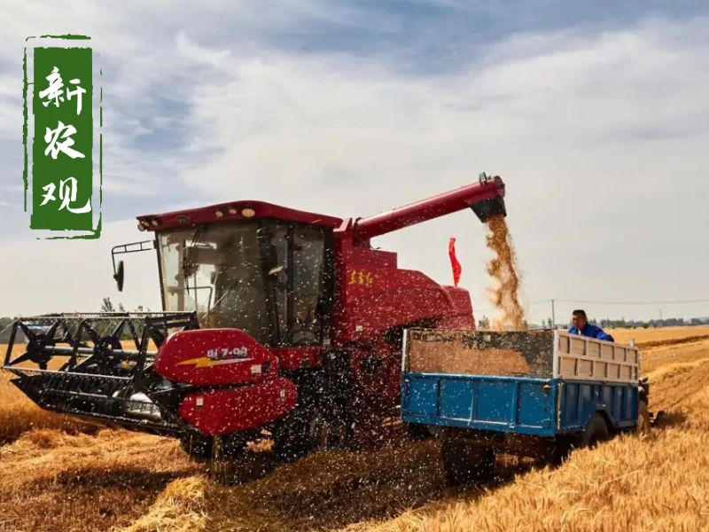 23年的小麦还能有小反弹吗,小麦年底有反弹的吗