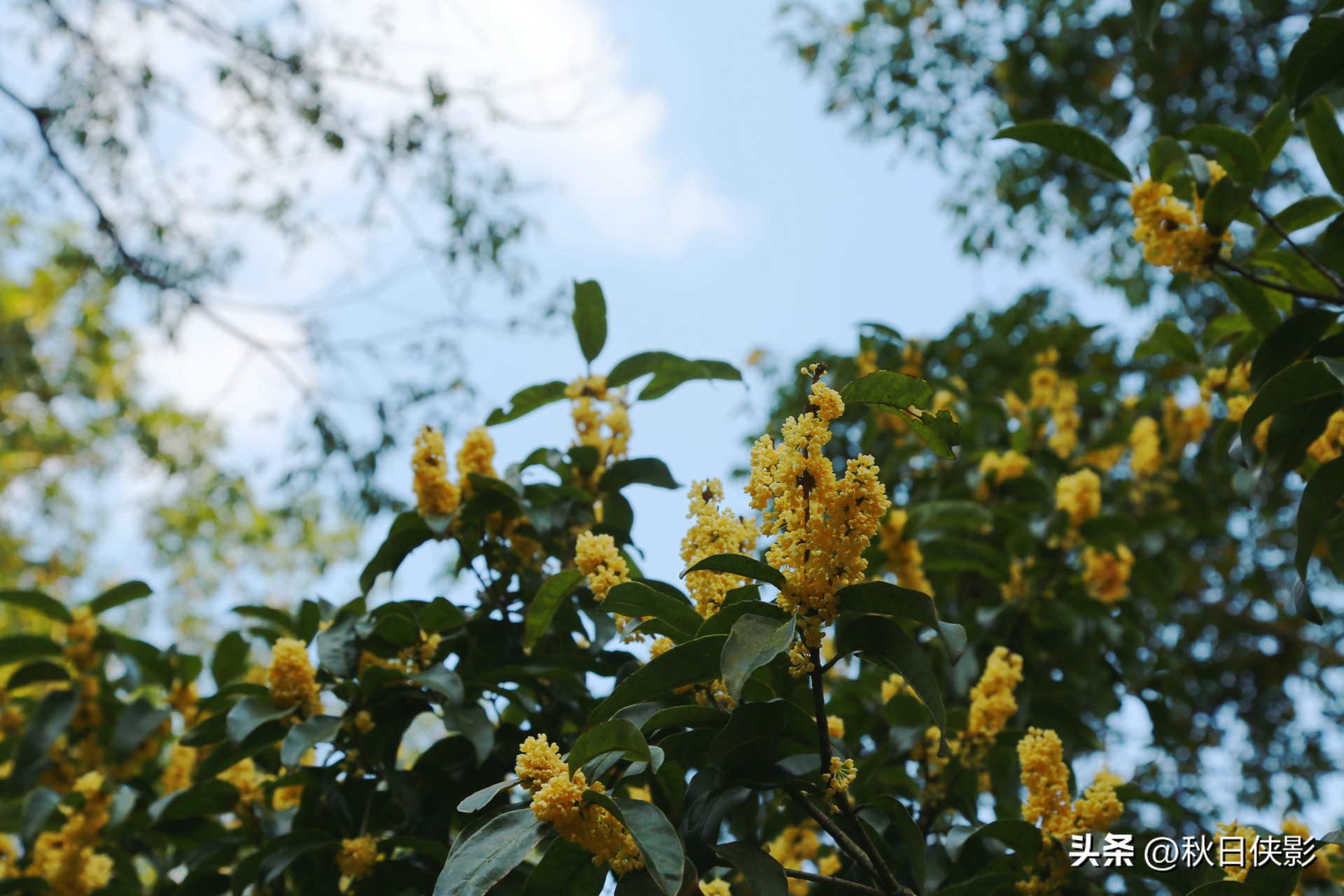 杭州赏桂花最佳处,杭州看桂花的最佳地方