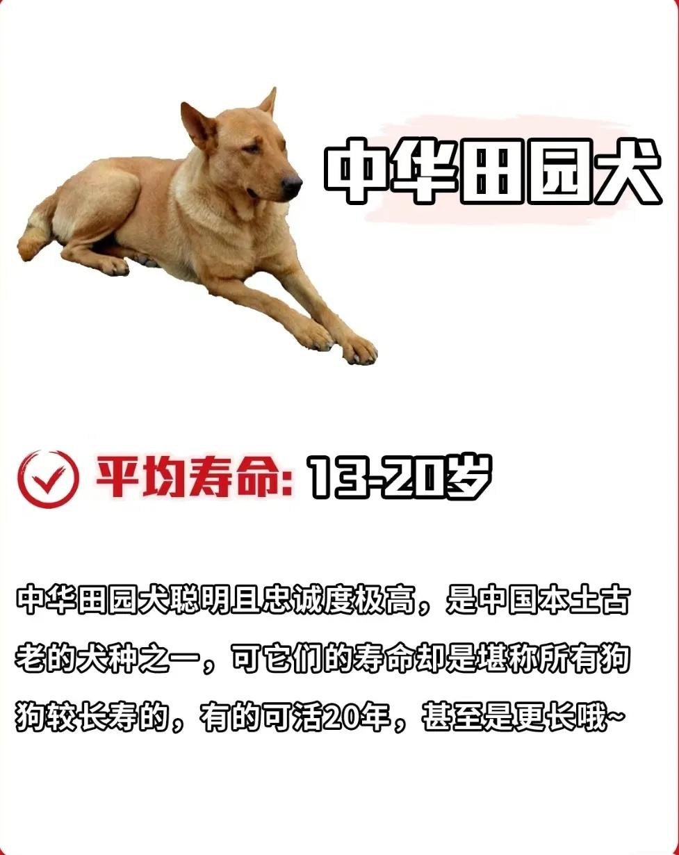 狗狗库欣氏病寿命,泰迪狗狗寿命一览表