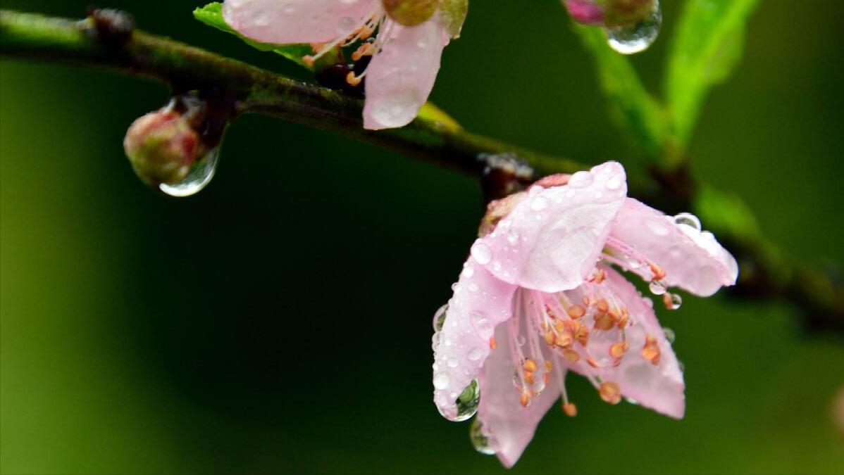 8首浪漫桃花诗词,三十六首经典桃花诗词
