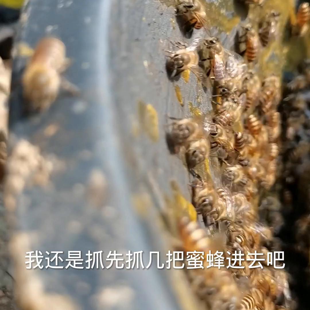 天气干旱蜜蜂怎么不出勤,干旱季节蜜蜂的常见病