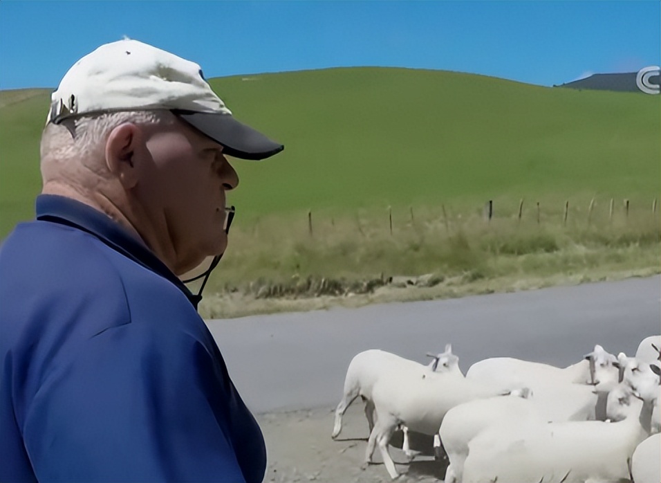 养殖羊的成功案例,大量养羊成功案例