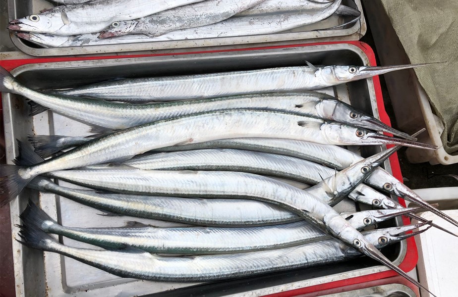 人工养殖鱼哪种鱼能放心吃,市场上的鱼哪些人工不能养殖