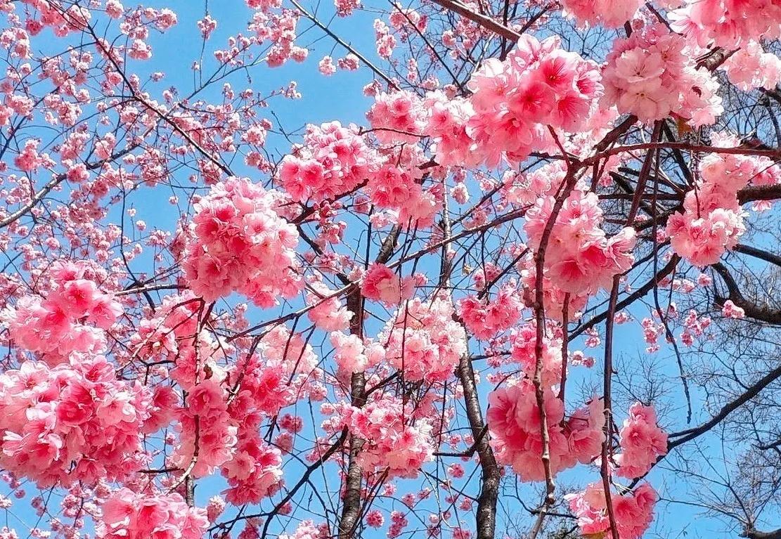 在温暖的春风里与樱花来场约会,赶在春天的末尾赴一场樱花之约