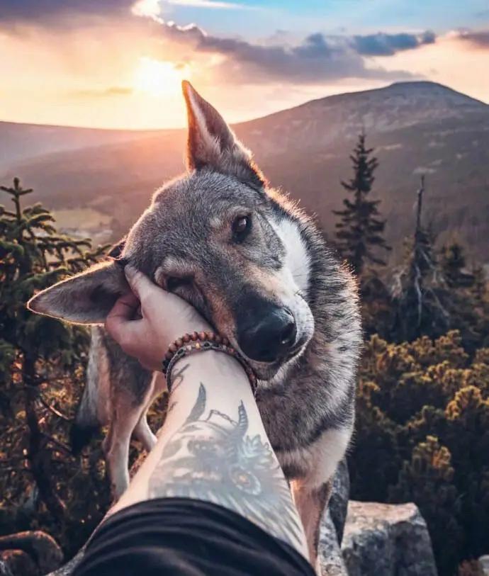 繁殖捷克狼犬赚钱吗,包办婚姻的狗狗