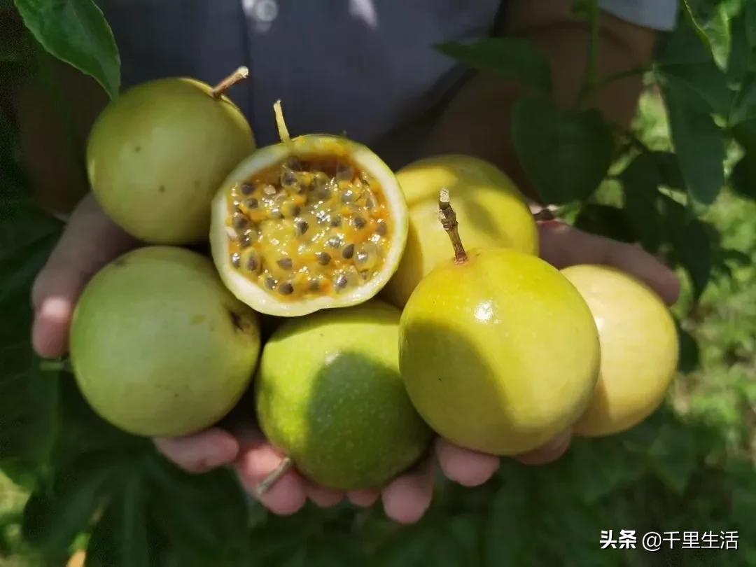 黄金百香果，“钦蜜9号”，百香果中的“爱马仕”，至爱非你莫属