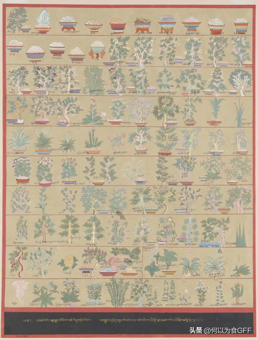 高原藏区野菜,藏区野菜