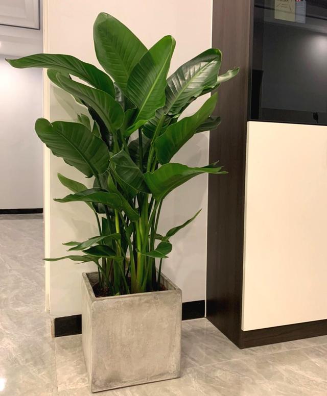 客厅适合的花草,适合客厅的花草