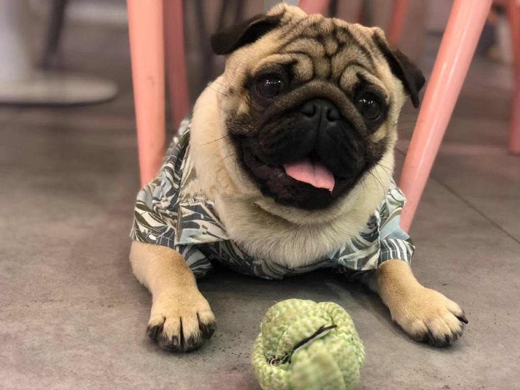 巴哥犬怎么那么蠢,巴哥犬怎么才能听话