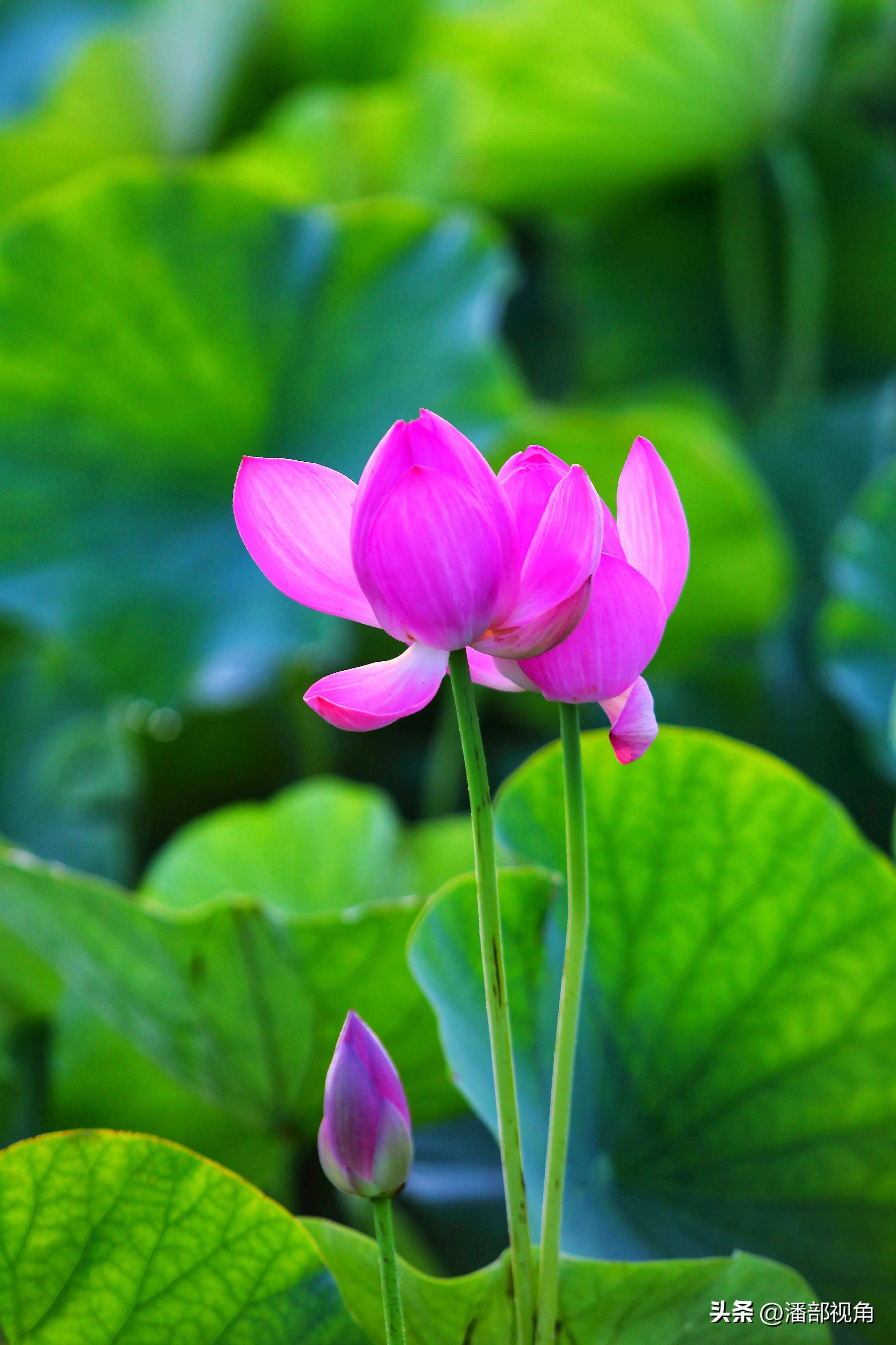 无锡七月底哪里的荷花开了,无锡太湖荷花开了吗