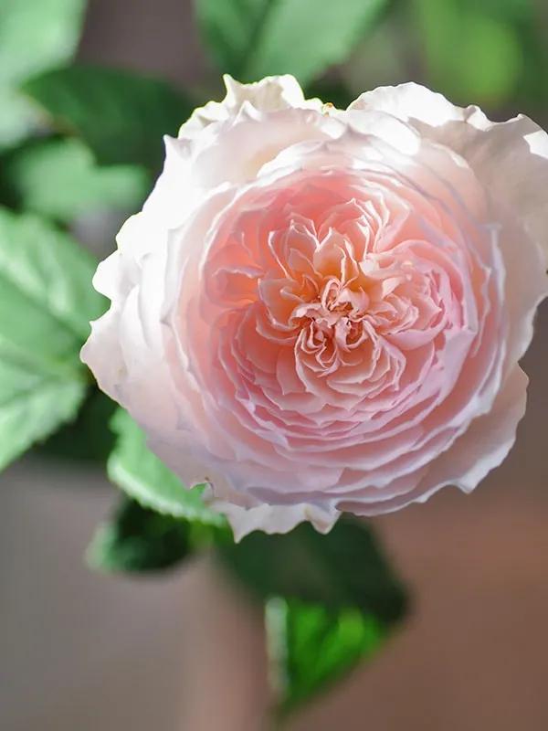 日本月季蜻蜓,月季美咲和日和的区别