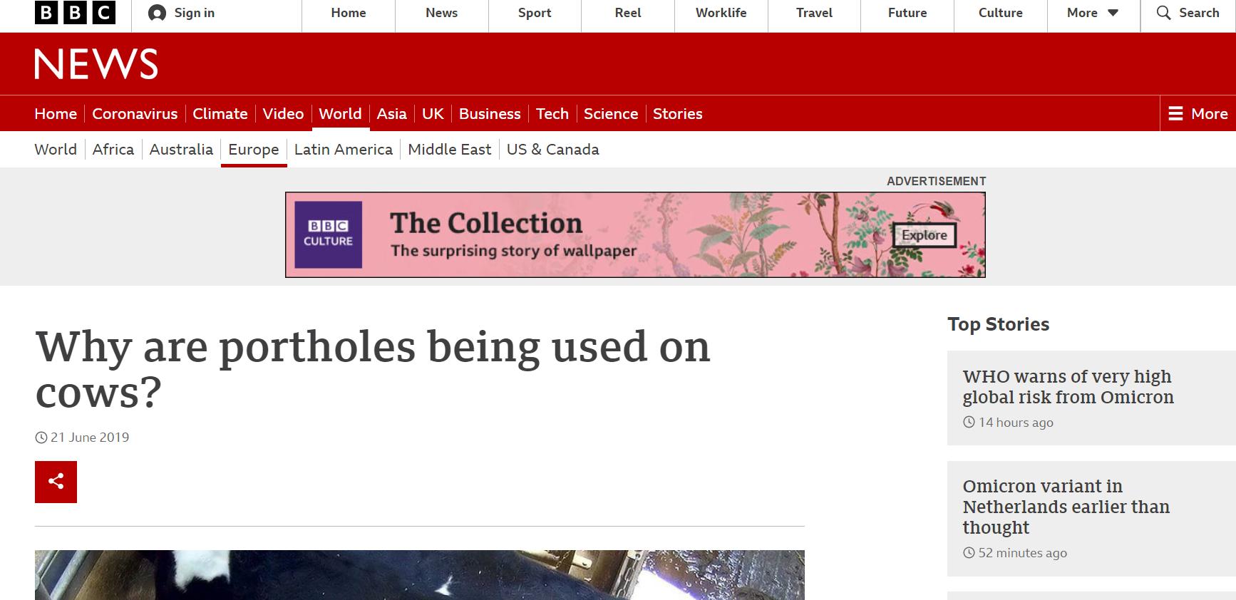 美国养殖牛为什么在牛身上开个洞,美国人养牛在牛肚子里开个大洞