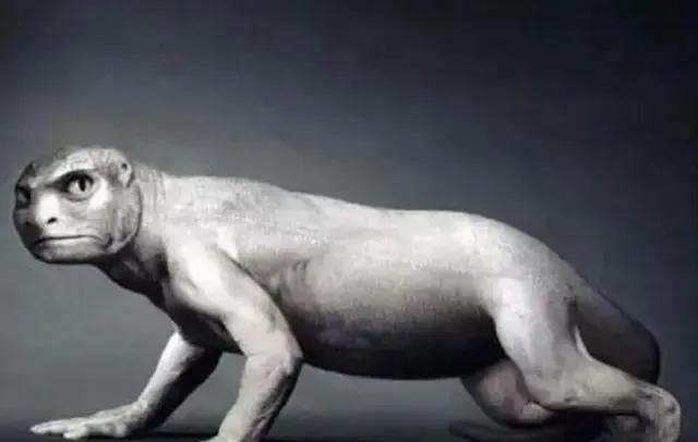 人类的祖先鱼类两栖类生物名字,为什么人类的祖先是鱼呢