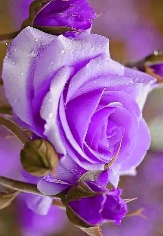 分享玫瑰花的图片,最迷人玫瑰花带字图片