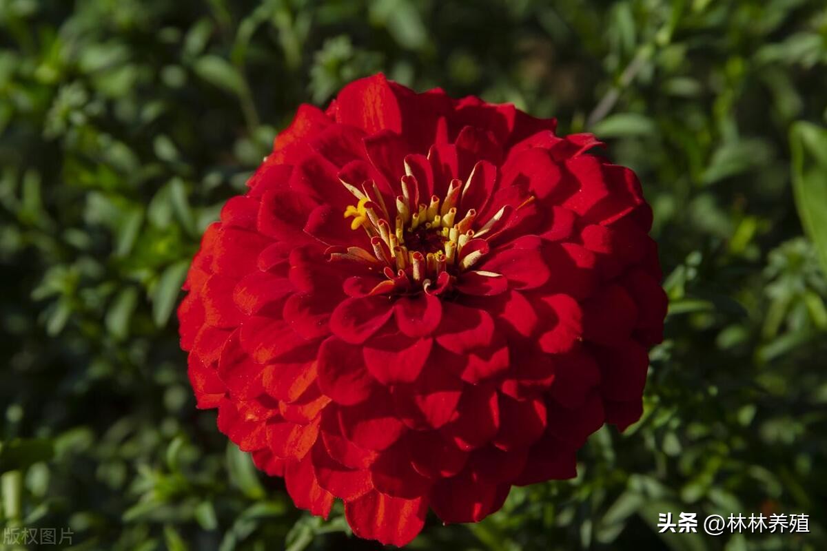 几种常见的花卉养殖方法,各种花卉的养殖方法和管理